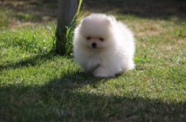 Spitz Allemand petit/ nain CKC, Granby