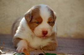 Chiots Bergers Australien , Mirabel