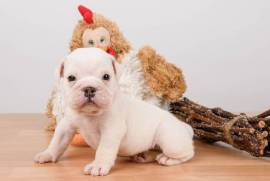 Chiot Bulldog Anglais , Brampton
