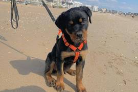 Belle chiot Rottweiler mâle trois mois, Cotonou