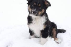 Gentil Berger Australien Femelle Non Lof  , Montréal