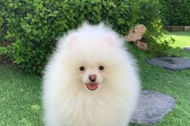 Très adorable chiot Spitz nain Poméranien Femelle , Québec