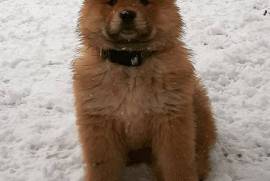 Adorable chiot Chow Chow femelle.  , Cotonou