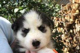 CHIOTS SAMOYÈDE, St-JEROME