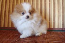 Spitz Allemand petit/ nain CKC, Granby