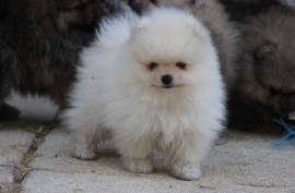 Spitz Allemand petit/ nain CKC, Granby