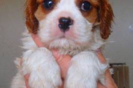 Chiots Cavaliers King Charles, Mirabel
