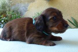 Vend chiot Teckel poil long, Vaughan
