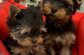 Vend chiot yorkshire terrier CKC, st Laurent 