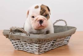 Chiots bulldog Anglais, Repentigny