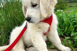 Magnifique chiot Golden Retriever Femelle.  , Laval