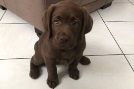 Adorable chiot Labrador femelle. , Laval