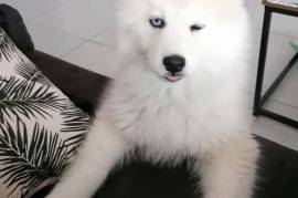 Mignone Chiot Pomsky femelle.  , Laval