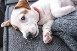 Courageuse chiot Jack Russell Terrier femelle , Laval