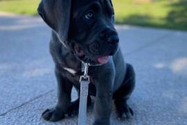 Adorable chiot Cane corso femelle de 3 mois, Laval