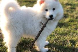 Belle chiot Samoyède femelle de 3 mois, Laval
