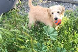 Mignon chiot LABRADOODLE femelle de 3 mois, Laval