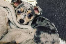 Intelligente Chiot Chihuahua femelle de poil court, Laval