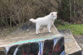 Jolie Chiot Spitz Japonais.  , Laval