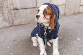 Très belle Chiot femelle Cavalier King Blenheim  , Laval