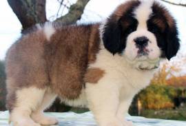 Chiots Saint-Bernard, Drummondville