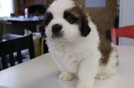 Chiots Saint-Bernard, Drummondville