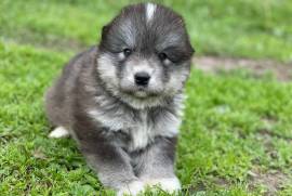 CHIOTS SAMOYÈDE. , sorel tracy