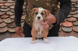 Chiot American Staffordshire, Trois Pistoles
