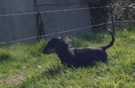 Chiot Teckel Poils Long, Richelieu