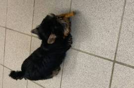 Vend chiot yorkshire terrier CKC, Blainville