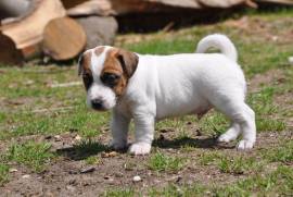Chiot Jack Russell, st Laurent 