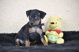 Très jolie Chiot Pinscher , sorel tracy