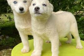 Magnifique Chiots Husky de Sibérien, .