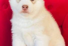 Mignonne Chiot Husky Sibérien Femelle