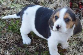 Magnifique chiot Beagle femelle 