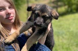  Magnifiques chiots Berger Allemand