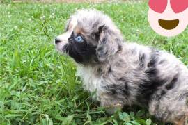 Chiot Berger Australien Femelle