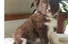  Chiot magnifique Border Collie Femelle, Votre ville