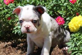 Chiot Boston Terrier Femelle