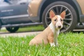  chiot de type BULL TERRIER FEMELLE  