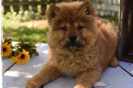 Chiot chow chow femelle pure race âgé de 3 mois