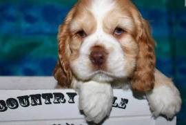 Chiots cocker spaniel (certains aux yeux bleus)