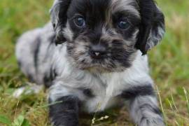 Chiots cocker Femelle