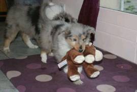  Magnifique Chiot COLLEY Femelle