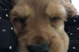 chiot de type EPAGNEUL femelle 