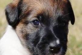 chiot de type FOX TERRIER FEMELLE