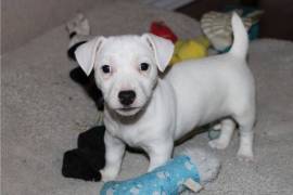  Magnifique chiot Jack Russell femelle
