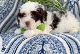  chiot de type LHASA APSO FEMELLE    