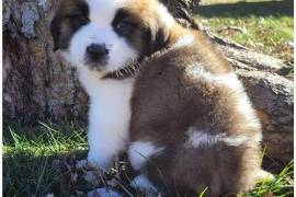 chiot de type SAINT BERNARD FEMELLE  