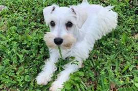 Très Belle Chiot Schnauzer Femelle